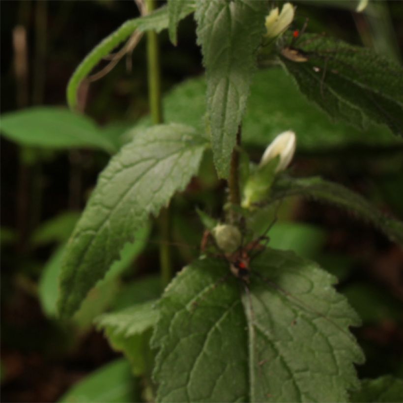 Campanula trachelium (Foliage)