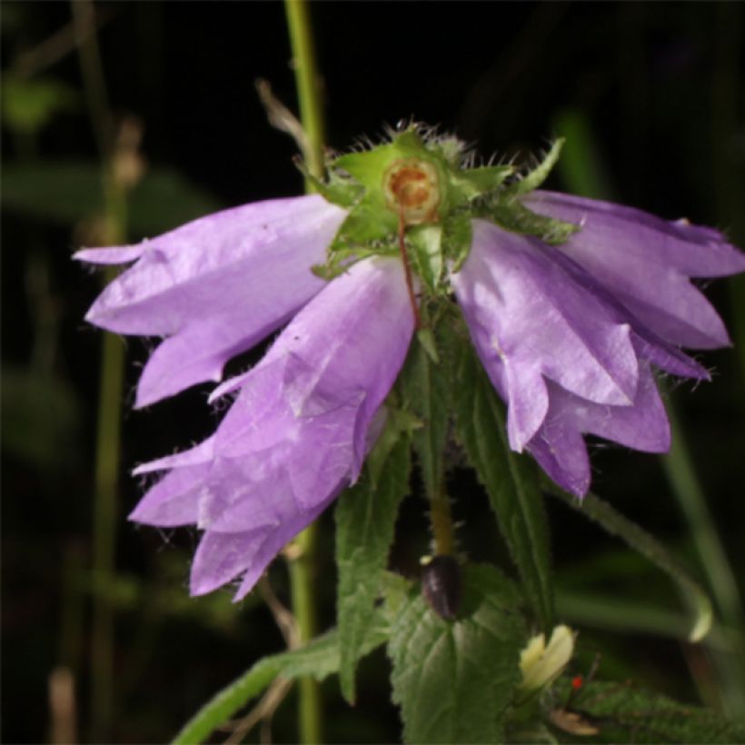 Campanula trachelium (Flowering)