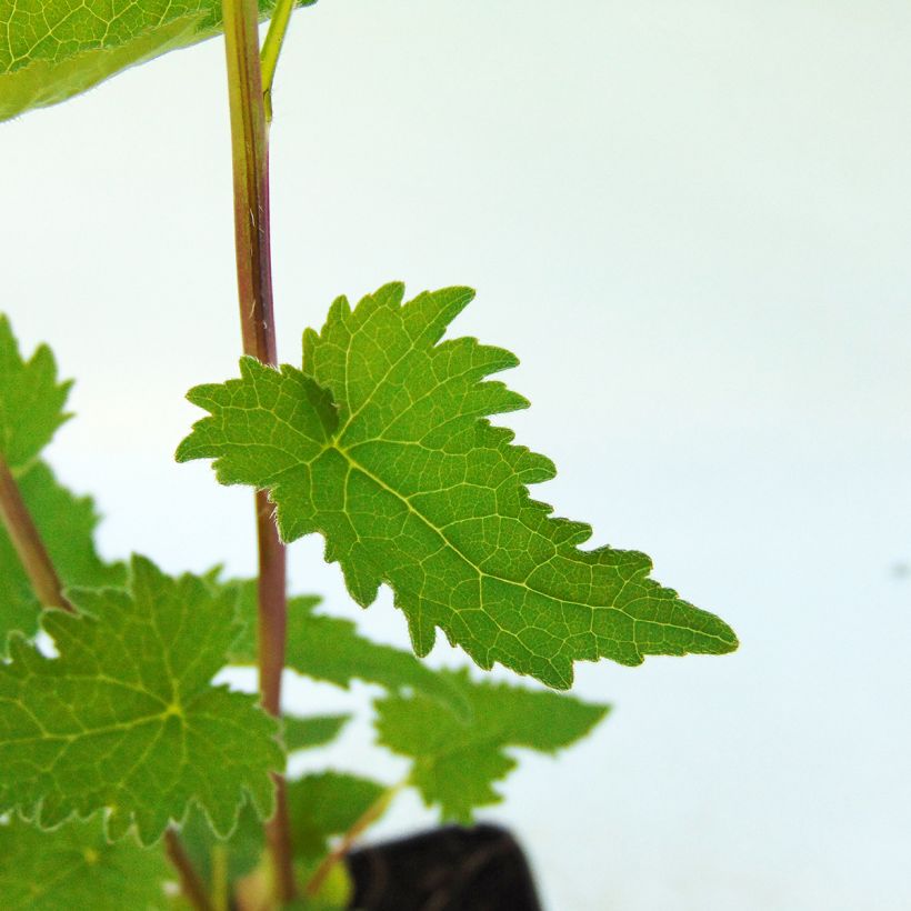 Campanula trachelium Bernice (Foliage)