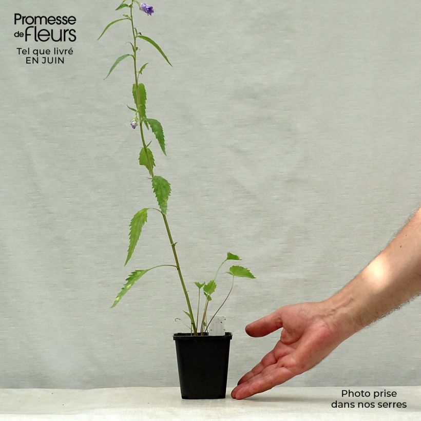 Campanula trachelium Bernice 8/9 cm pot sample as delivered in summer