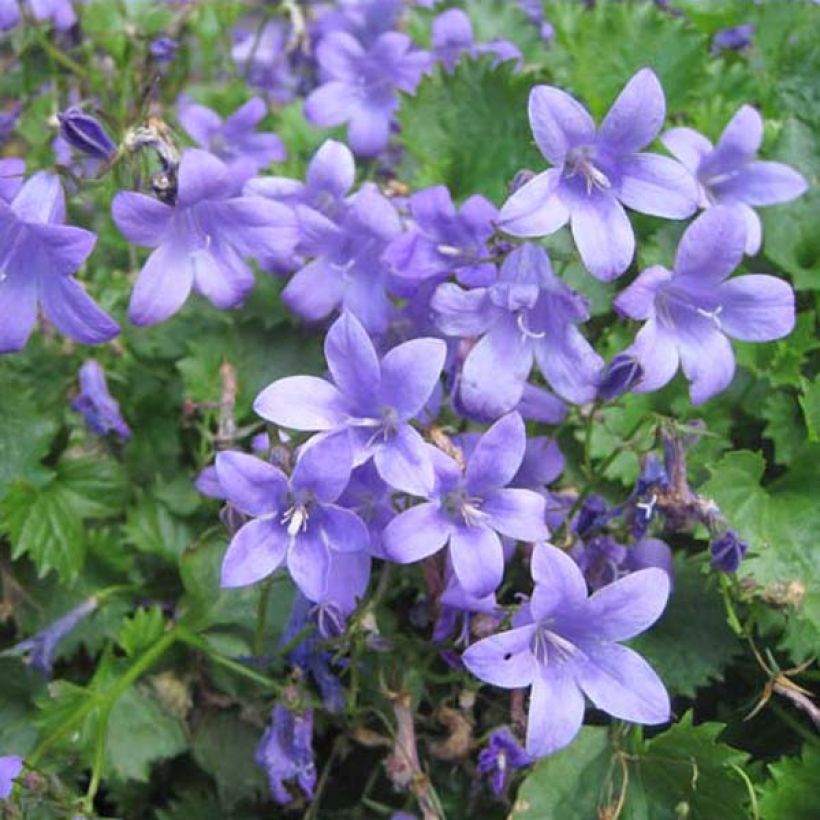 Campanula portenschlagiana (Plant habit)