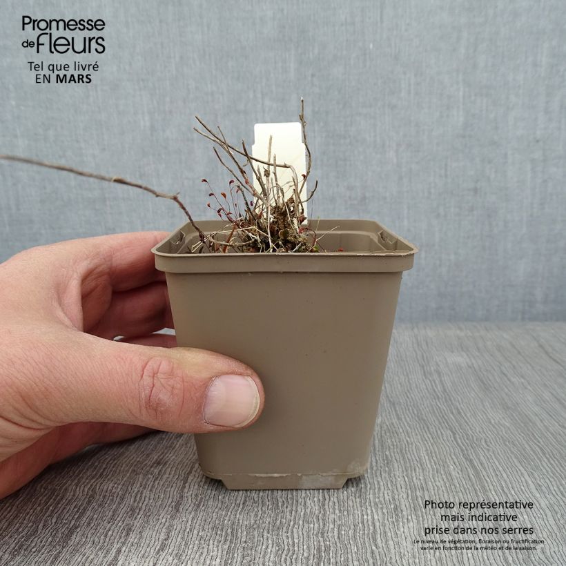 Campanula G.F. Wilson 8/9 cm pot sample as delivered in winter