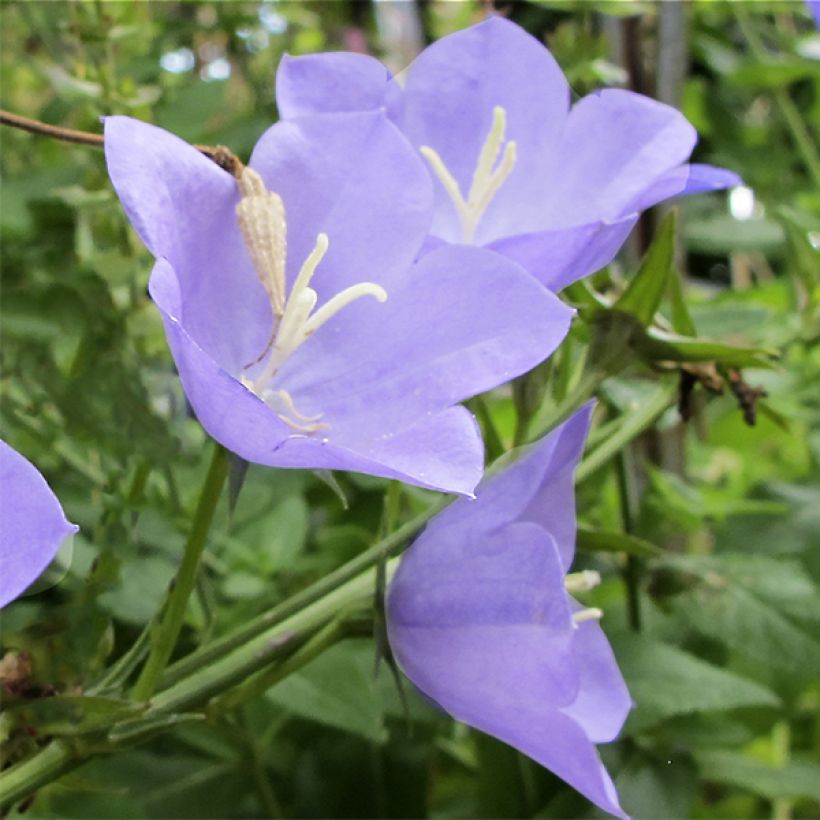 Campanula Norman Grove (Flowering)