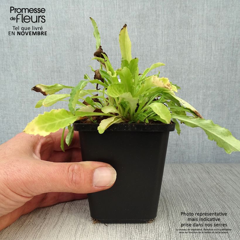 Campanula persicifolia Alba 8/9 cm pot sample as delivered in autumn