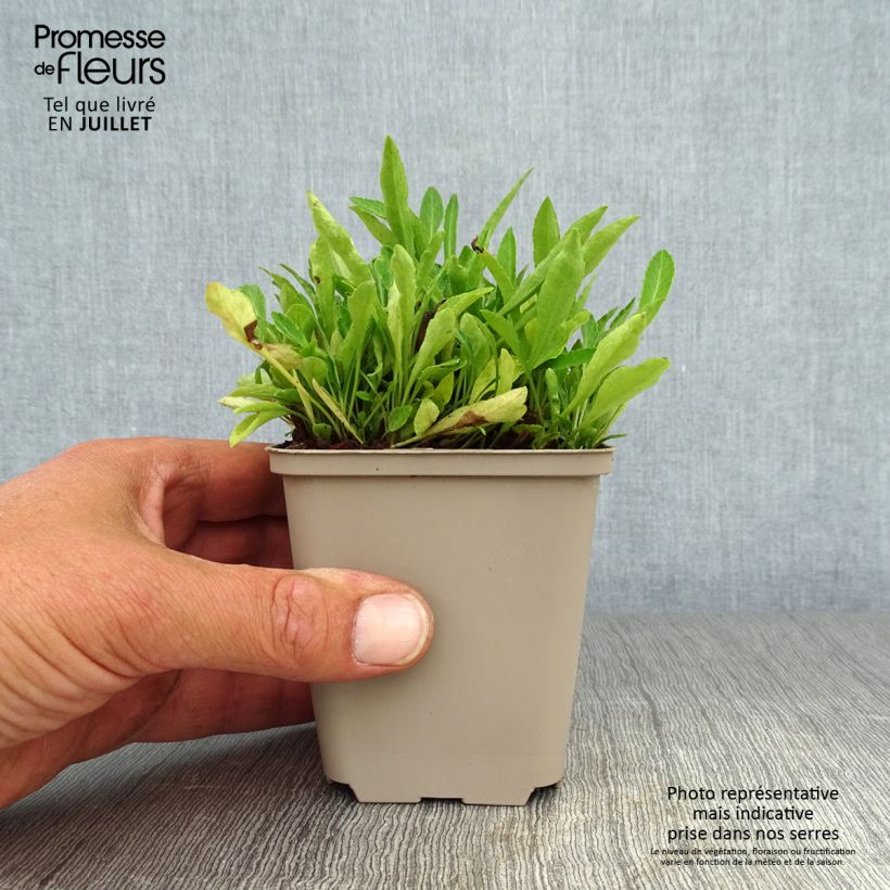 Campanula persicifolia La Belle 8/9 cm pot sample as delivered in summer