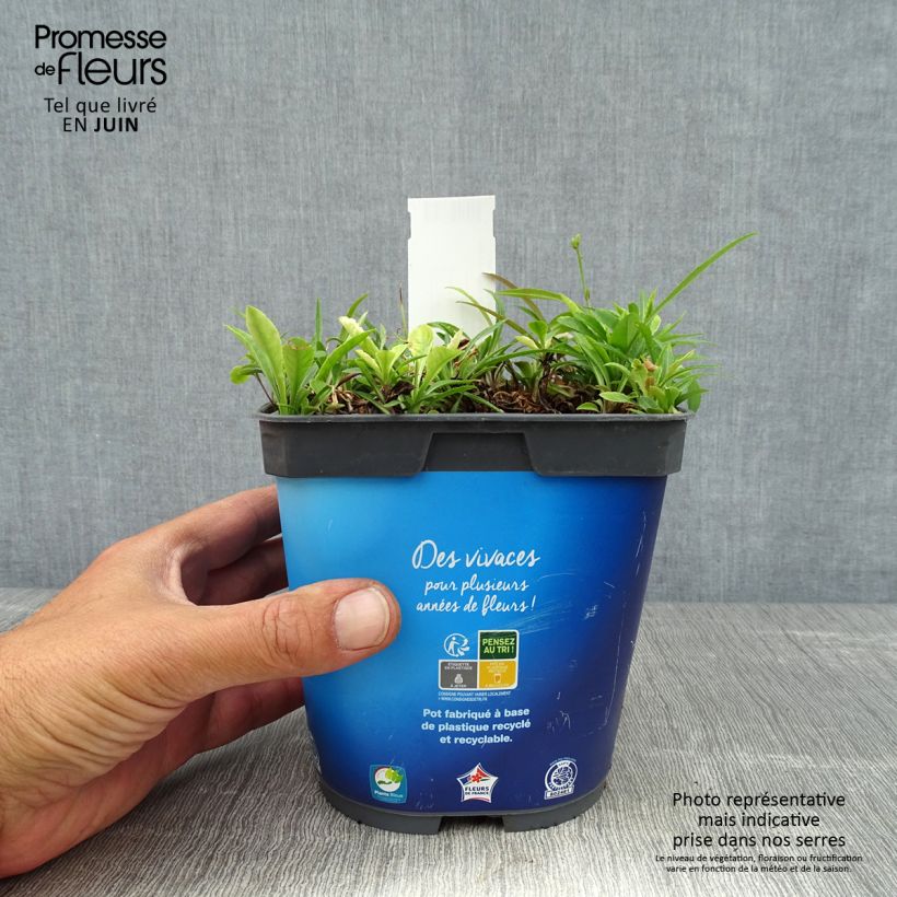 Campanula persicifolia 2L/3L pot sample as delivered in summer