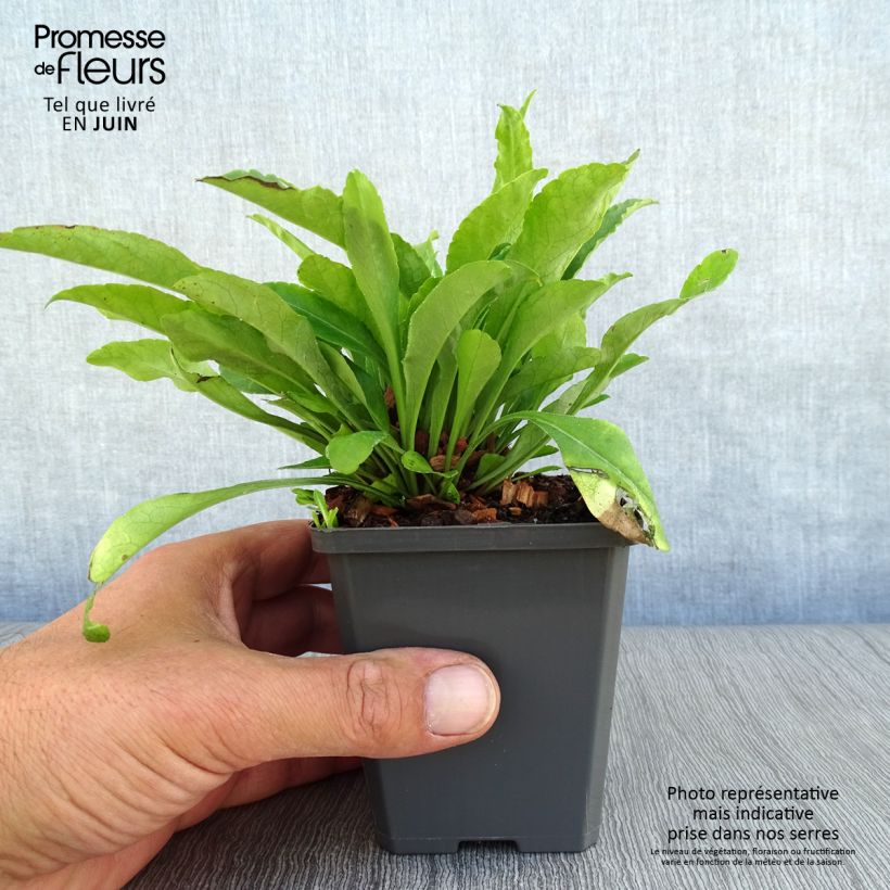 Campanula persicifolia 8/9 cm pot sample as delivered in summer