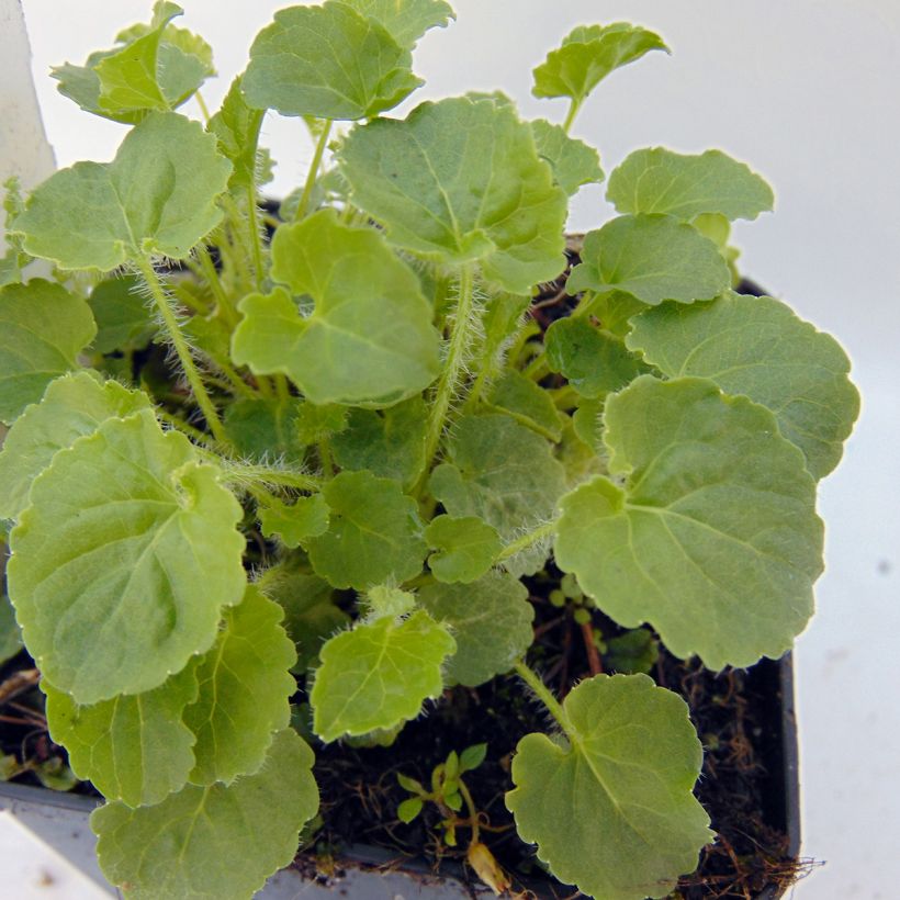 Campanula carpatica Alba (Foliage)