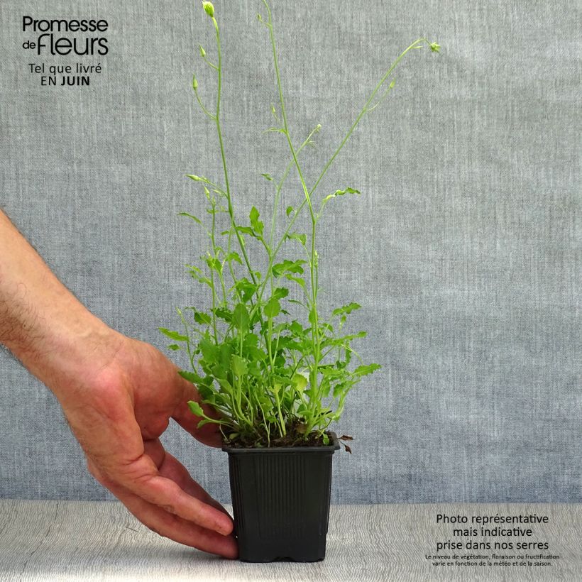 Campanula carpatica Alba 8/9 cm pot sample as delivered in summer