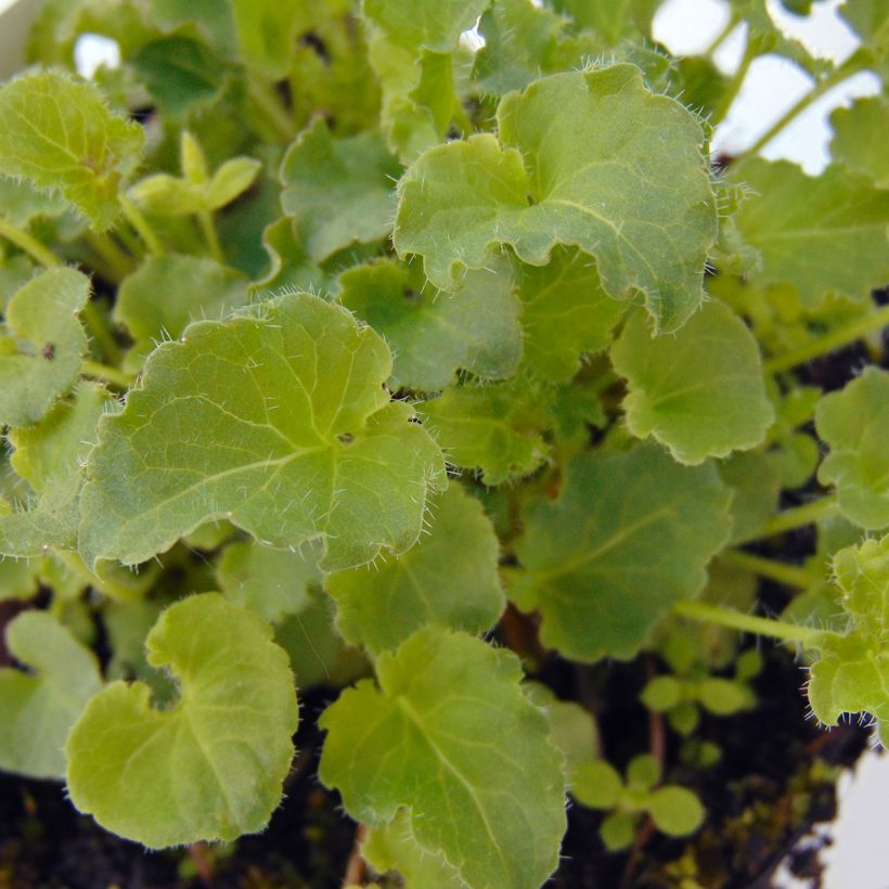 Campanula carpatica (Foliage)