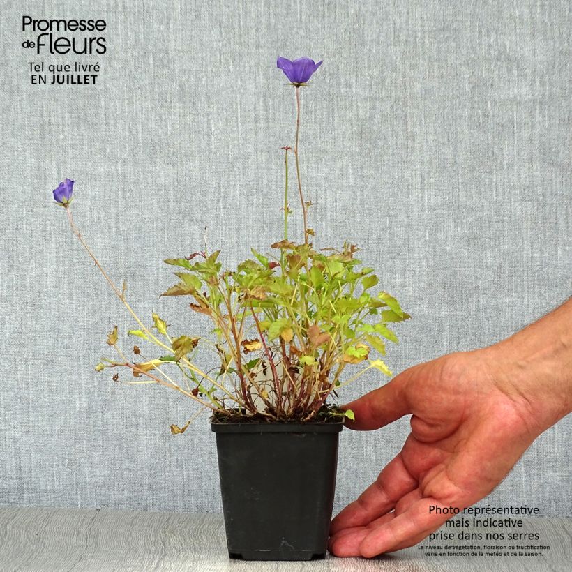 Campanula carpatica 8/9 cm pot sample as delivered in summer