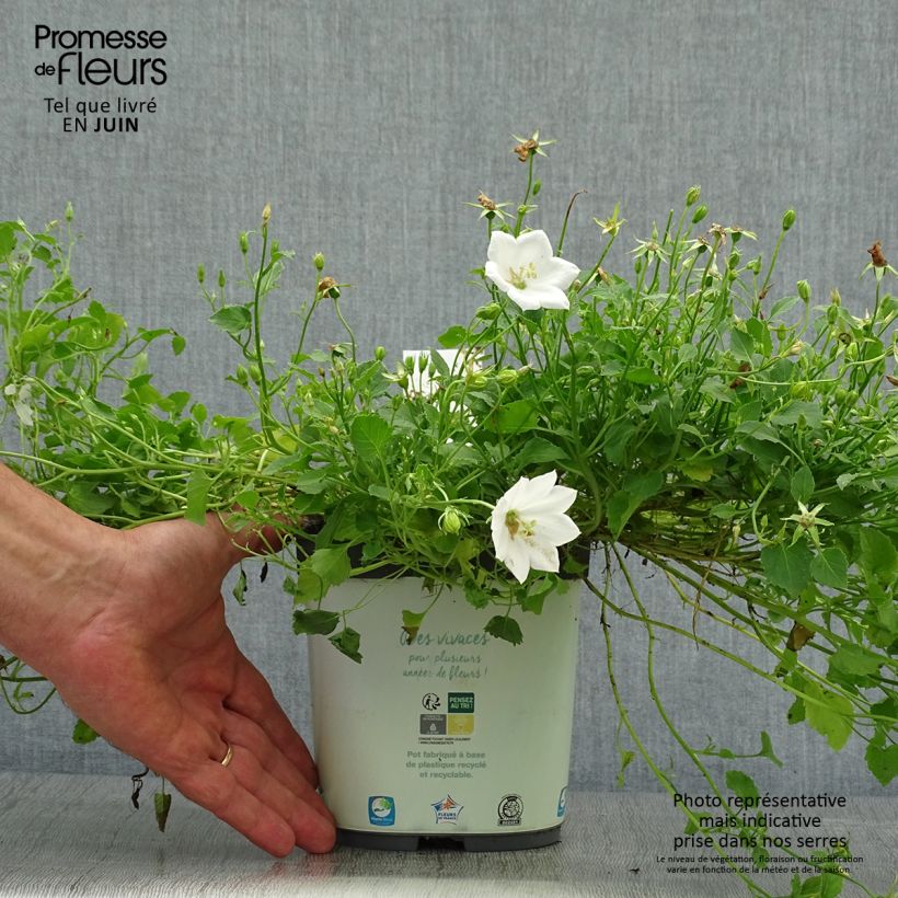 Campanula carpatica White Clips 2L/3L pot sample as delivered in summer