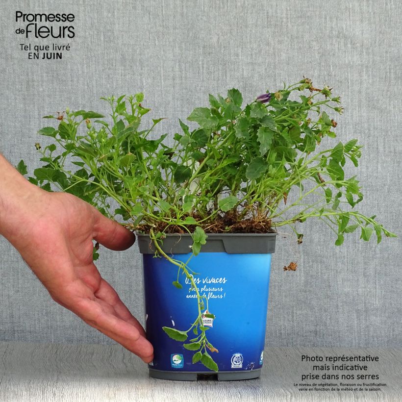 Campanula carpatica Blaue Clips 2L/3L pot sample as delivered in summer
