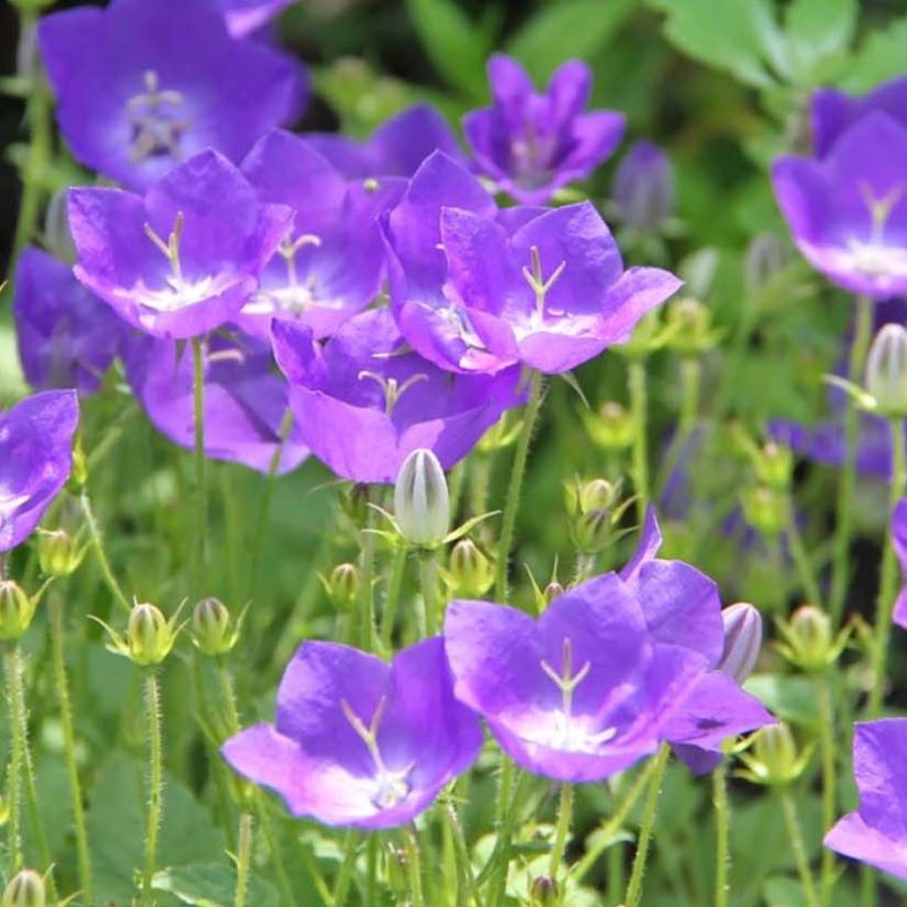 Campanula carpatica Blaue Clips (Flowering)