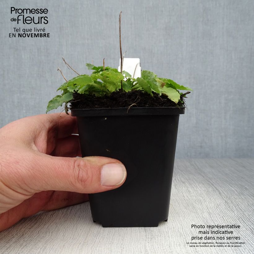 Campanula carpatica var. turbinata Karl Foerster 8/9 cm pot sample as delivered in autumn