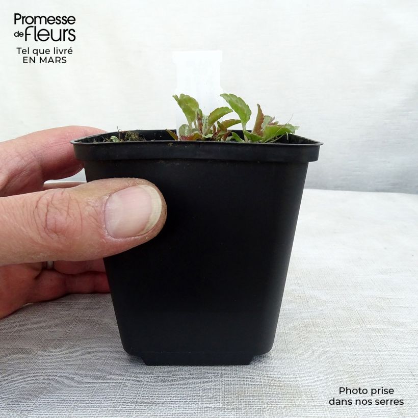 Campanula carpatica var. turbinata Karl Foerster 8/9 cm pot sample as delivered in spring