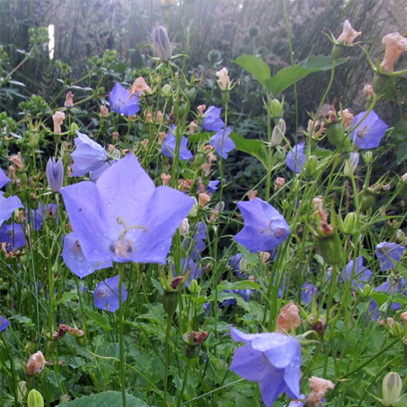 Campanula carpatica Molly Pinsent (Flowering)