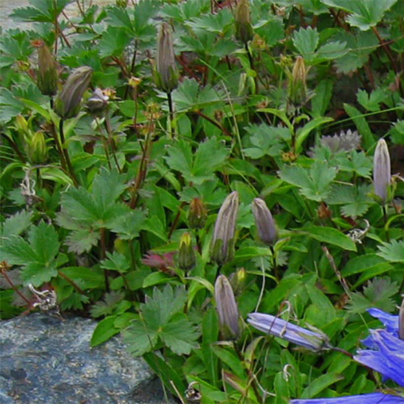 Campanula chamissonis Major (Foliage)