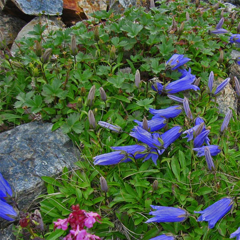 Campanula chamissonis Major (Plant habit)