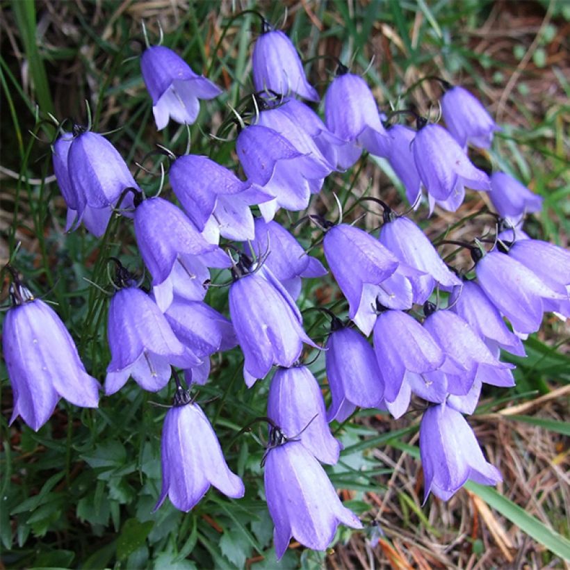 Campanula cochleariifolia (Flowering)