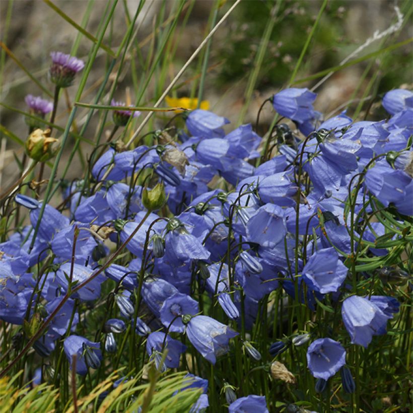 Campanula cochleariifolia Bavaria Blue (Flowering)