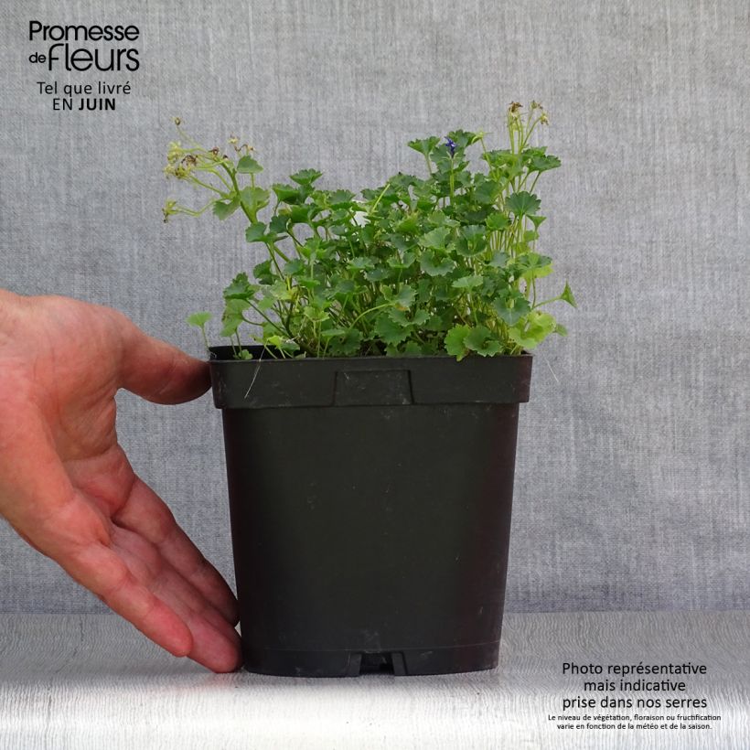 Campanula portenschlagiana 2L/3L pot sample as delivered in summer