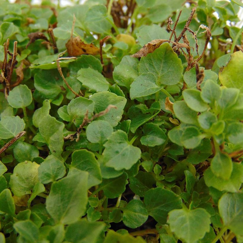 Campanula cochlearifolia Elizabeth Oliver (Foliage)