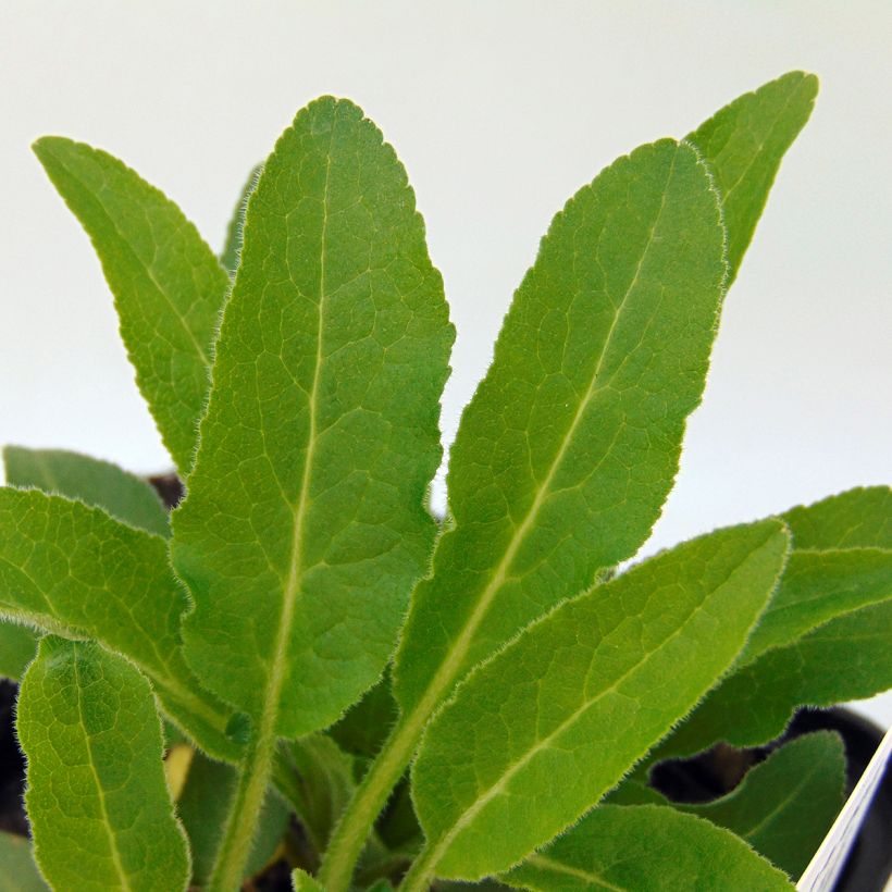 Campanula glomerata var. acaulis (Foliage)