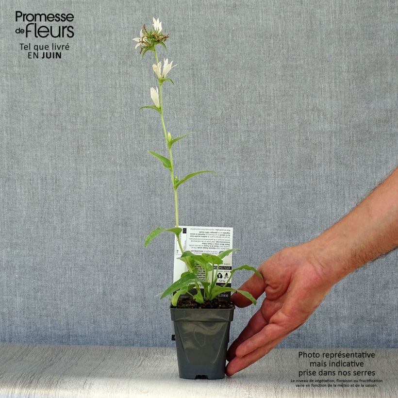 Campanula glomerata Alba 8/9 cm pot sample as delivered in summer