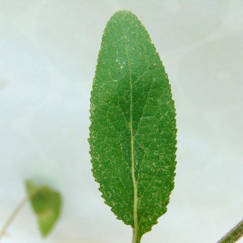 Campanula glomerata Joan Elliot (Foliage)