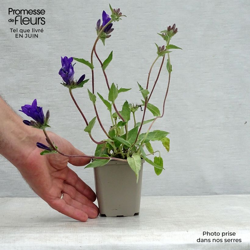 Campanula glomerata Joan Elliot 8/9 cm pot sample as delivered in summer