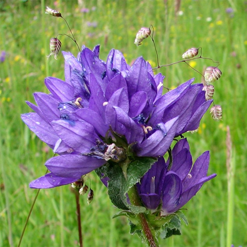 Campanula glomerata var. dahurica (Flowering)