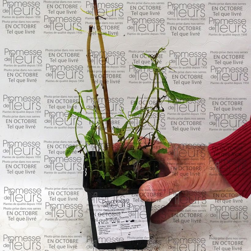 Example of Campanula Blue Octopus 8/9 cm pot specimen as delivered
