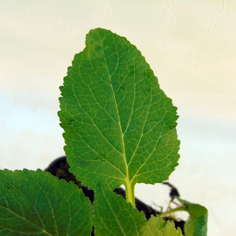 Campanula Kent Belle (Foliage)