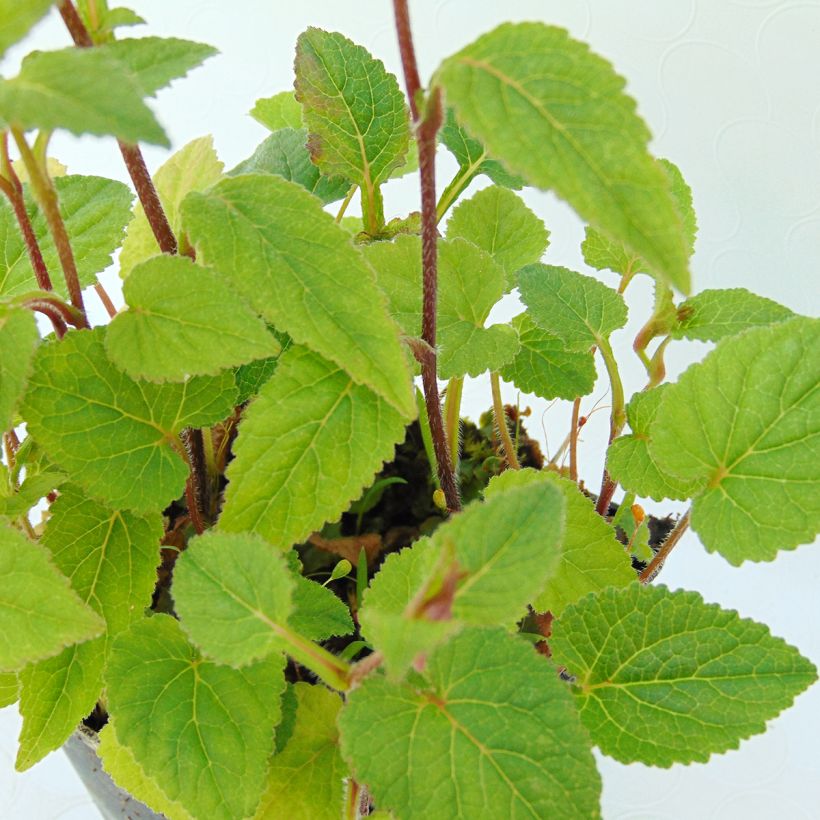 Campanula Ringsabell Mulberry Rose (Foliage)