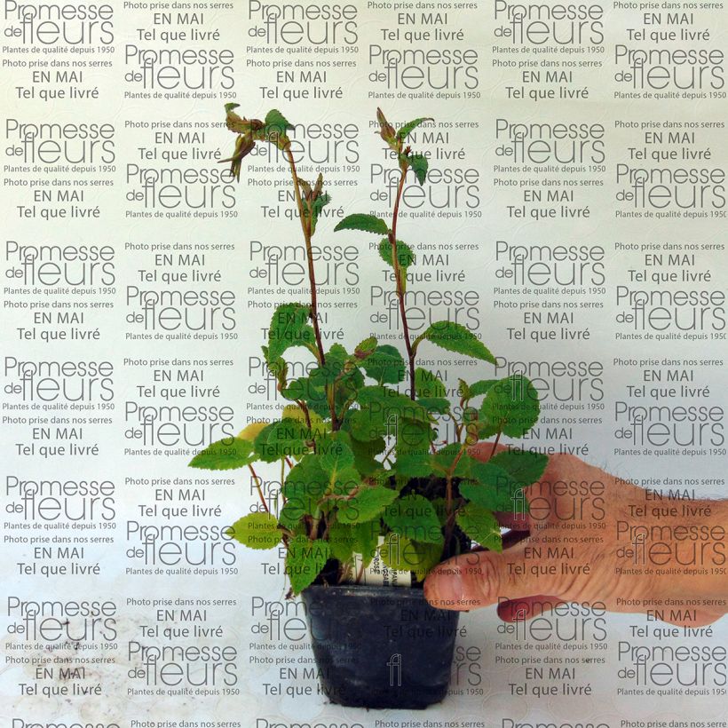 Example of Campanula Ringsabell Mulberry Rose 8/9 cm pot specimen as delivered