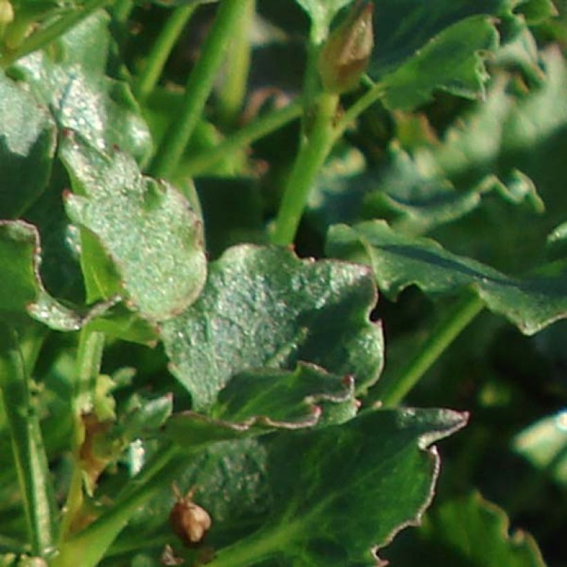 Campanula Royal Wave (Foliage)