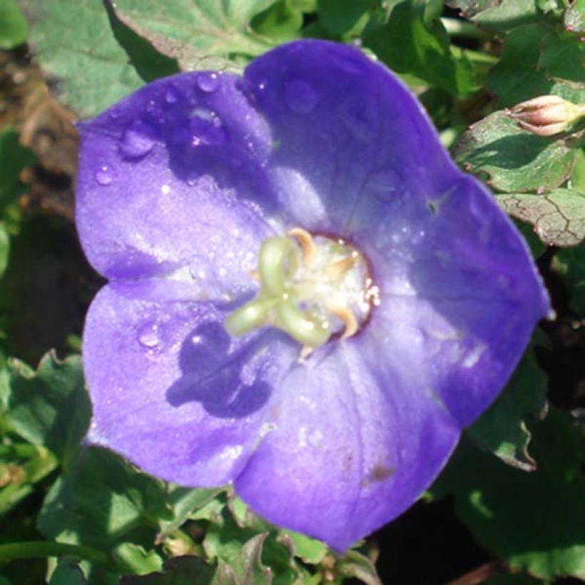 Campanula Royal Wave (Flowering)