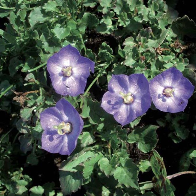 Campanula Royal Wave (Plant habit)