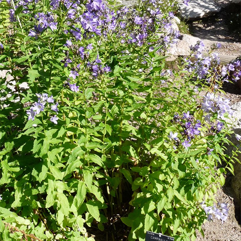 Campanula lactiflora (Plant habit)