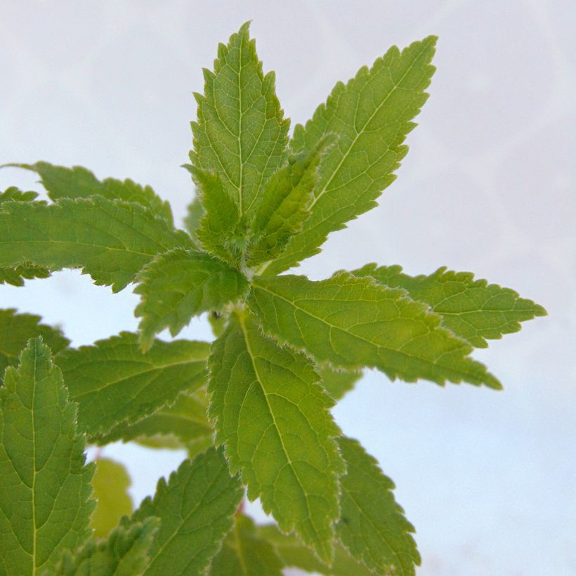 Campanula lactiflora (Foliage)