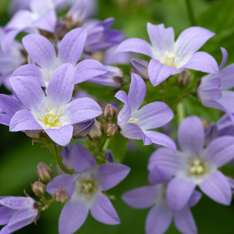 Campanula lactiflora (Flowering)