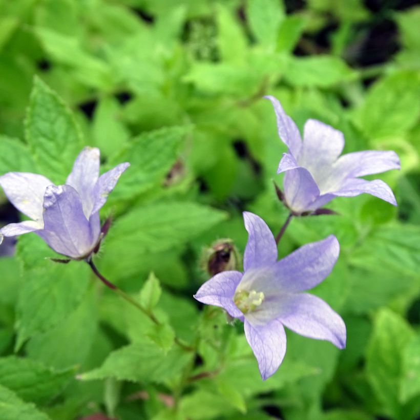 Campanula lactiflora Prichards variety (Flowering)