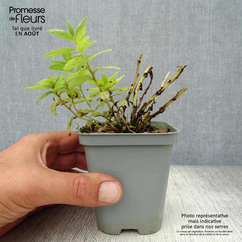 Campanula lactiflora Prichards variety 8/9 cm pot sample as delivered in summer