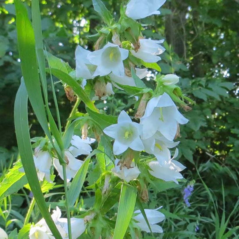 Campanula latifolia var. macrantha alba (Flowering)