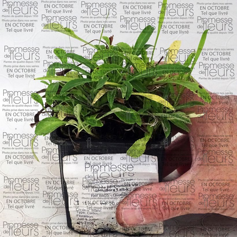 Example of Campanula persicifolia var. planiflora f. alba 8/9 cm pot specimen as delivered