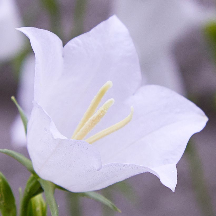 Campanula persicifolia var. planiflora f. alba (Flowering)