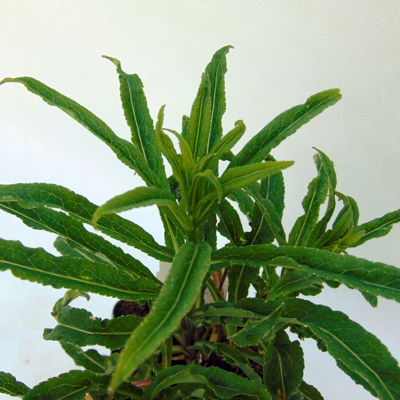 Campanula persicifolia Hidcote Amethyst (Foliage)