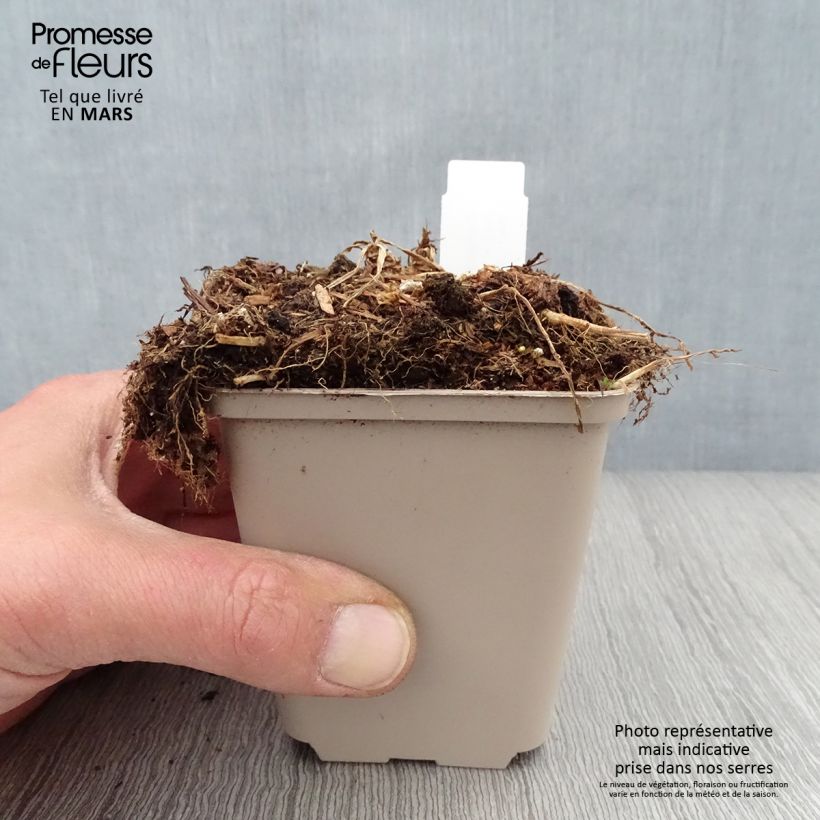 Campanula persicifolia Hidcote Amethyst 8/9 cm pot sample as delivered in spring