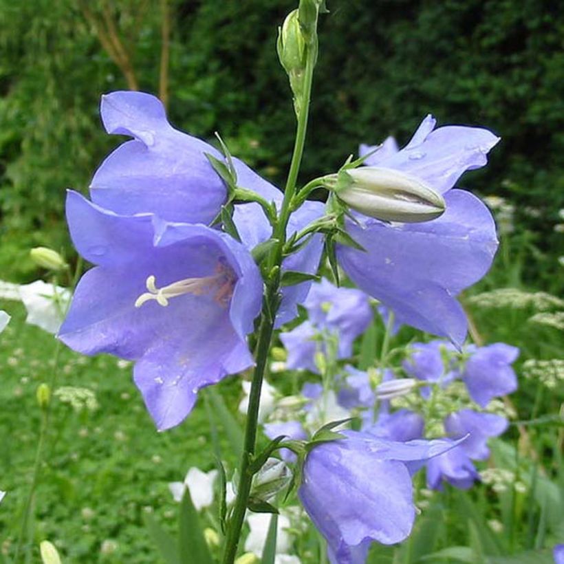 Campanula persicifolia (Flowering)